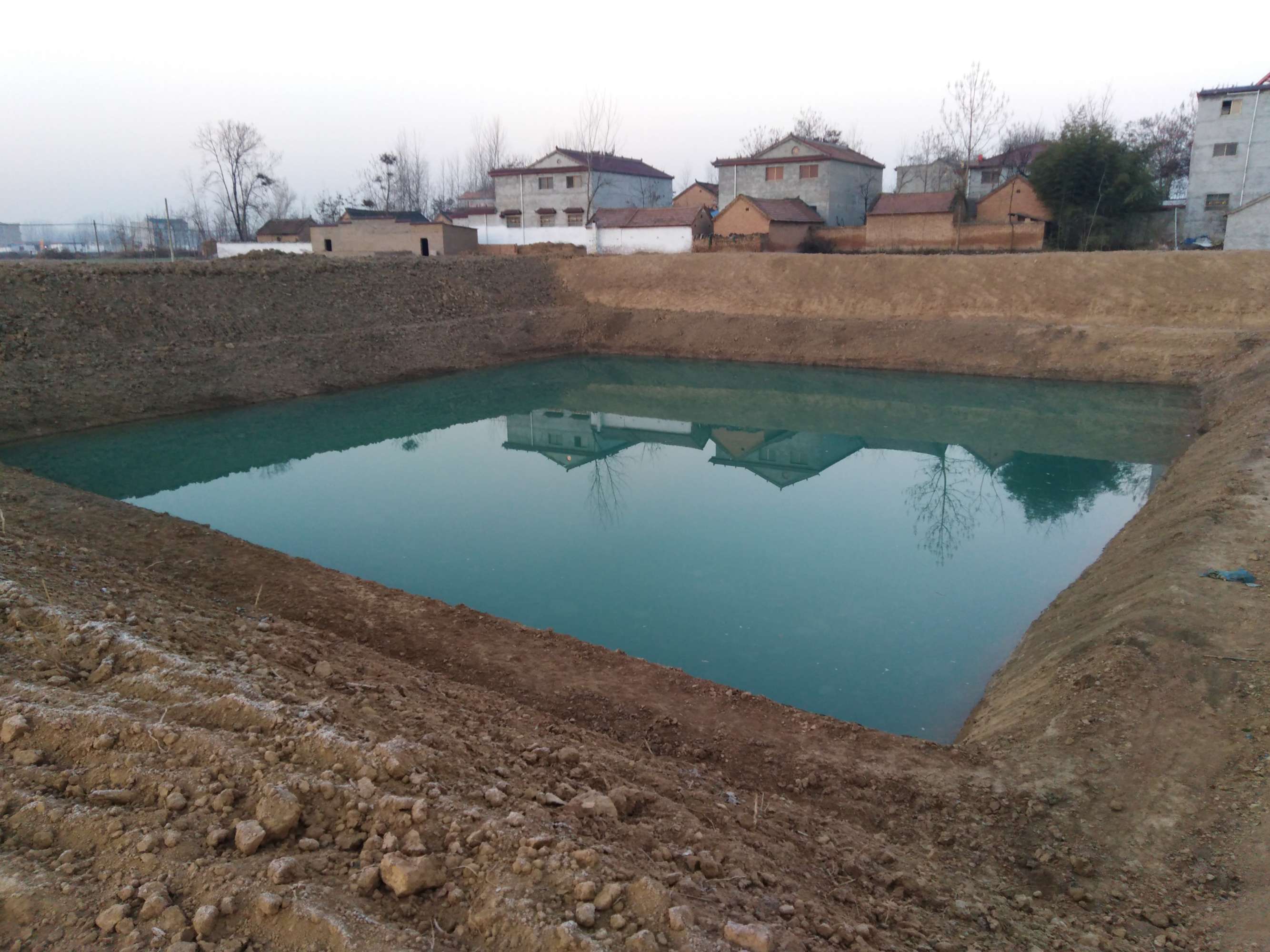 每家院子里和村頭溝邊的棗樹(shù)